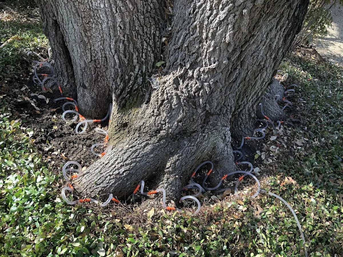 Detailed Tree Cabling and Bracing job site in New Alexandria