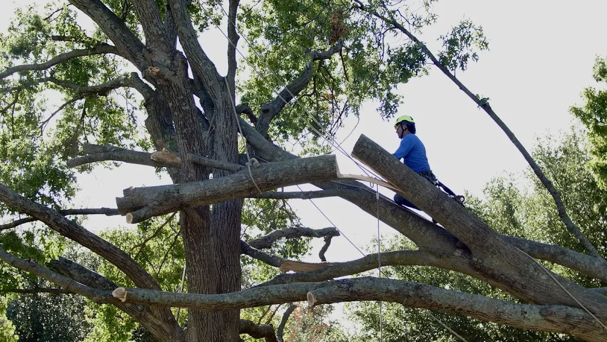 Professional Crown Thinning performed by certified arborists in New Alexandria