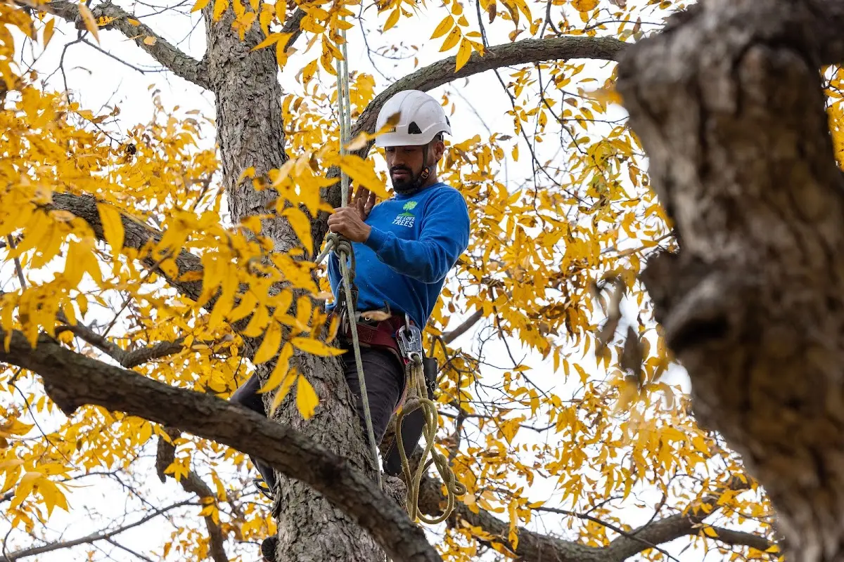 Skilled Tree Pruning crew working in New Alexandria